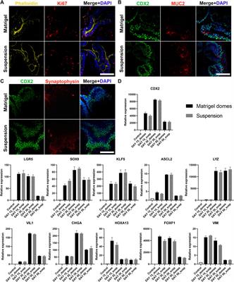 Reversing Epithelial Polarity in Pluripotent Stem Cell-Derived Intestinal Organoids